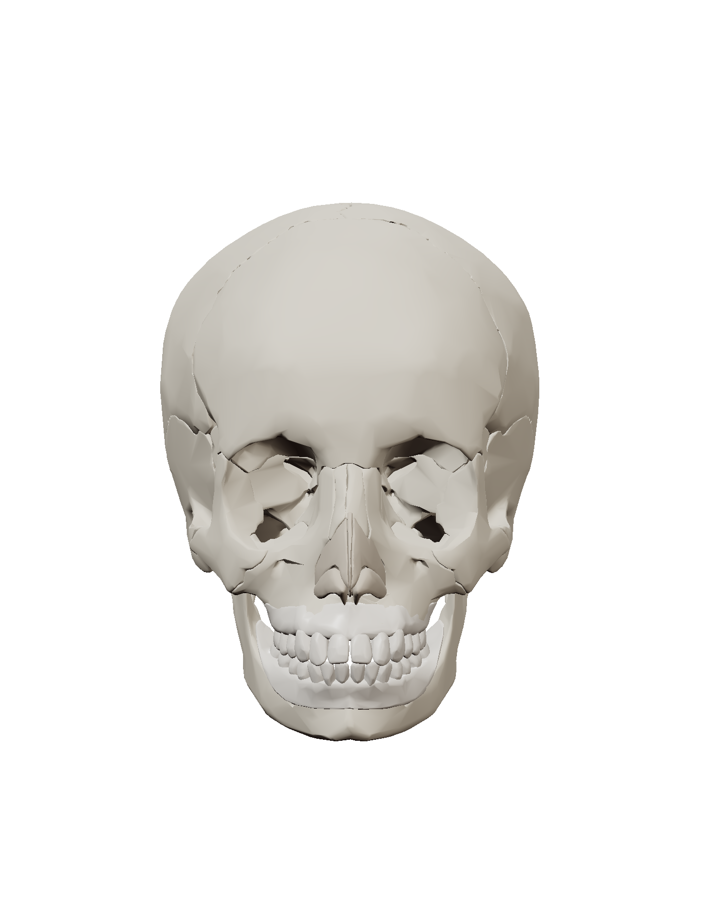 The reference skull, front view