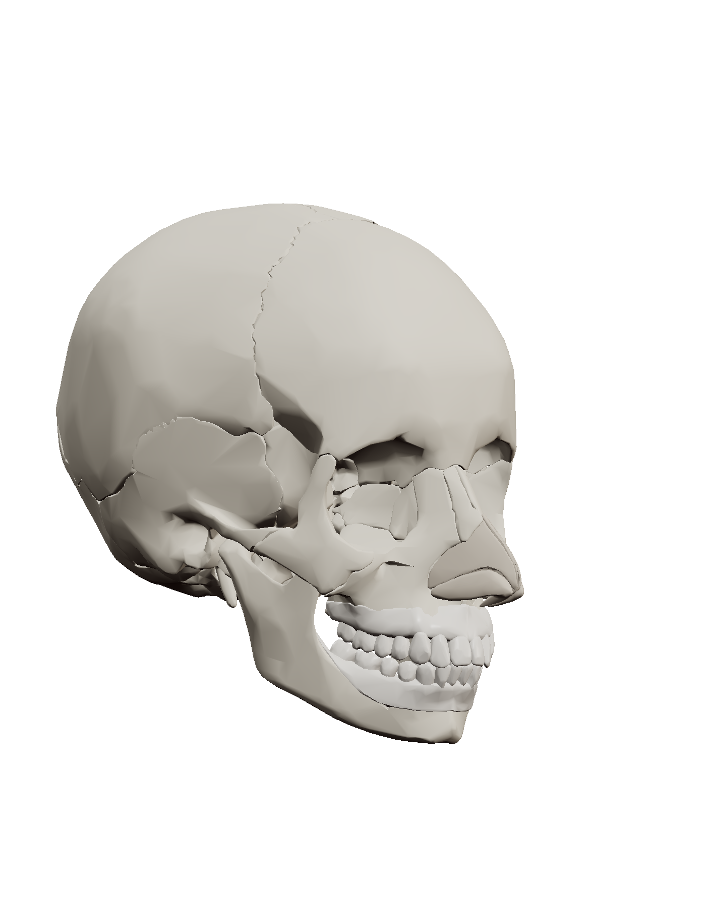 The reference skull, three-quarter view, rendered from the BodyParts3D adult male dataset