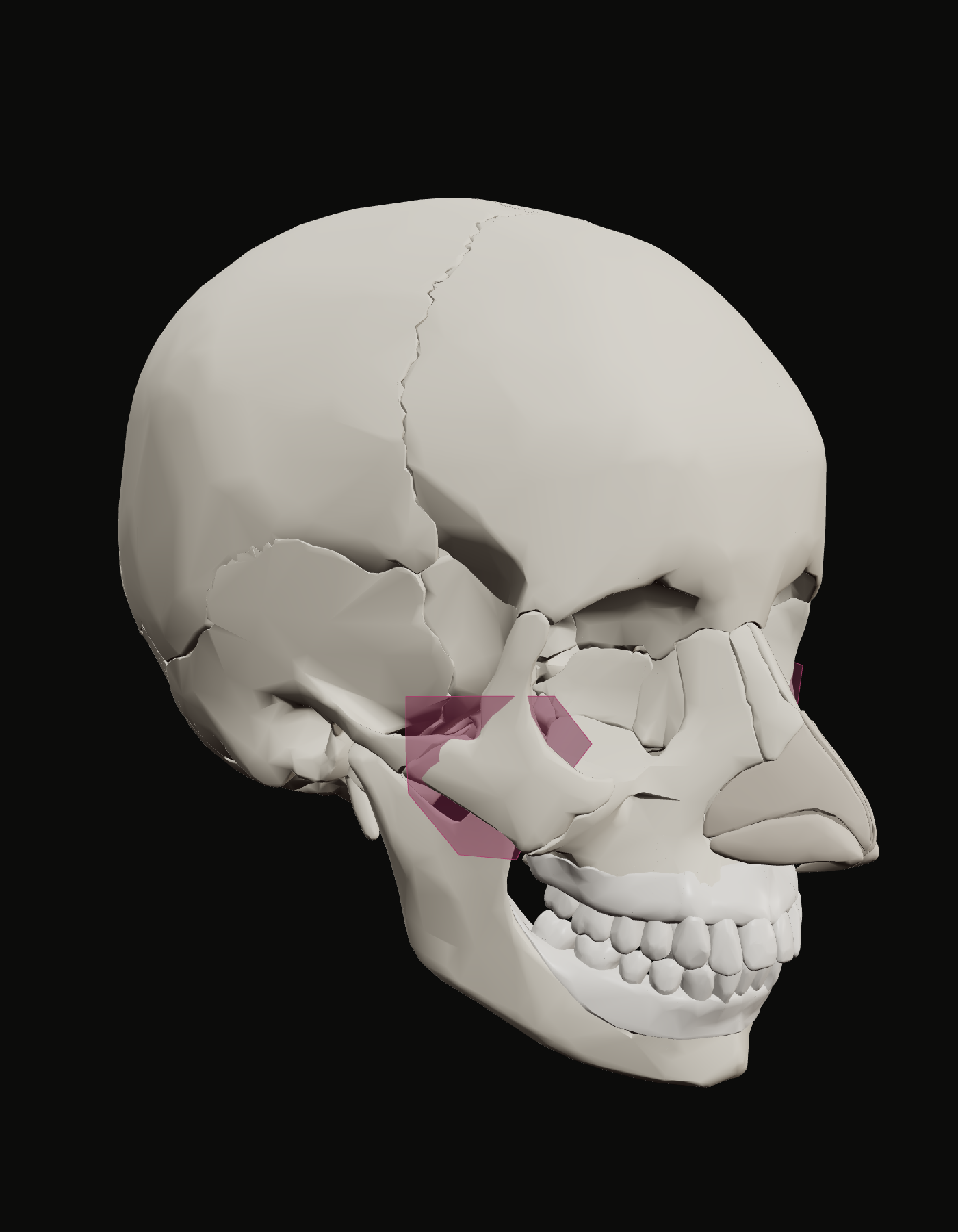 Base territory over the zygomatic bone on the reference skull, three-quarter view