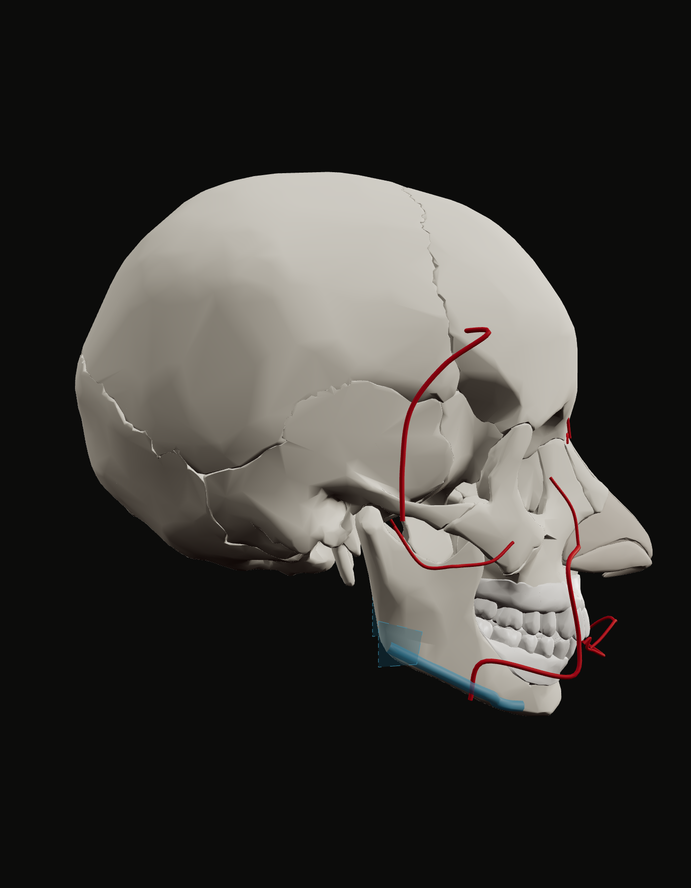 Link territory along the mandibular border of the reference skull, profile view, with the facial artery crossing
